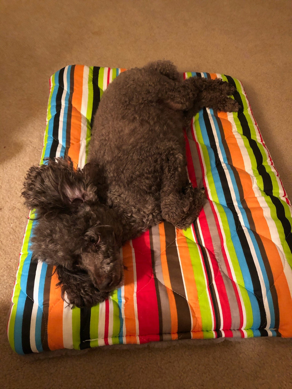 FMS Dog Beds