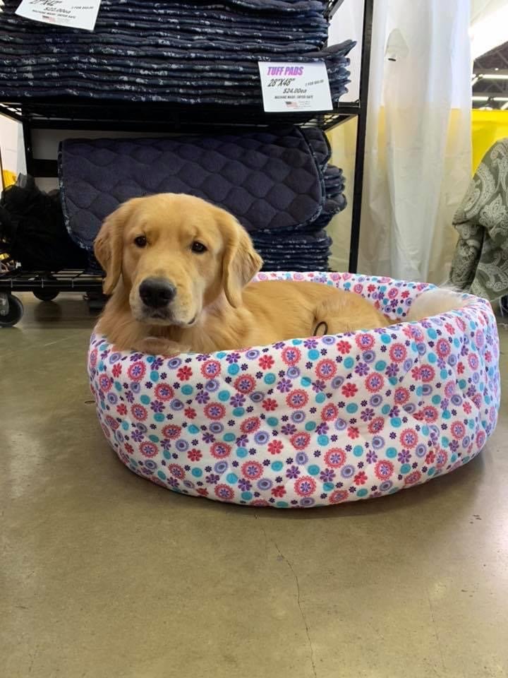 FMS Dog Beds