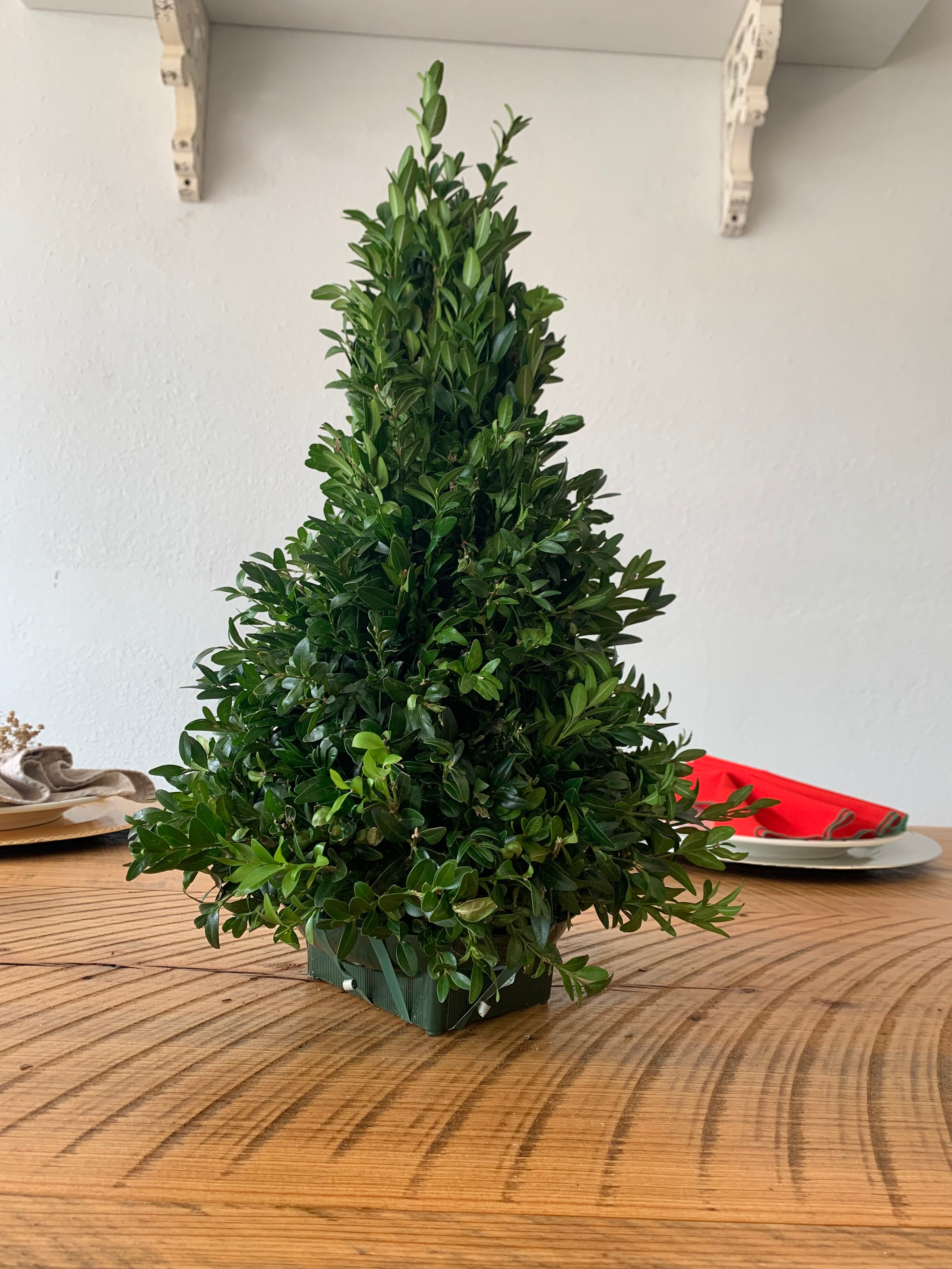 Table Top Boxwood Christmas Trees The Garland Guy