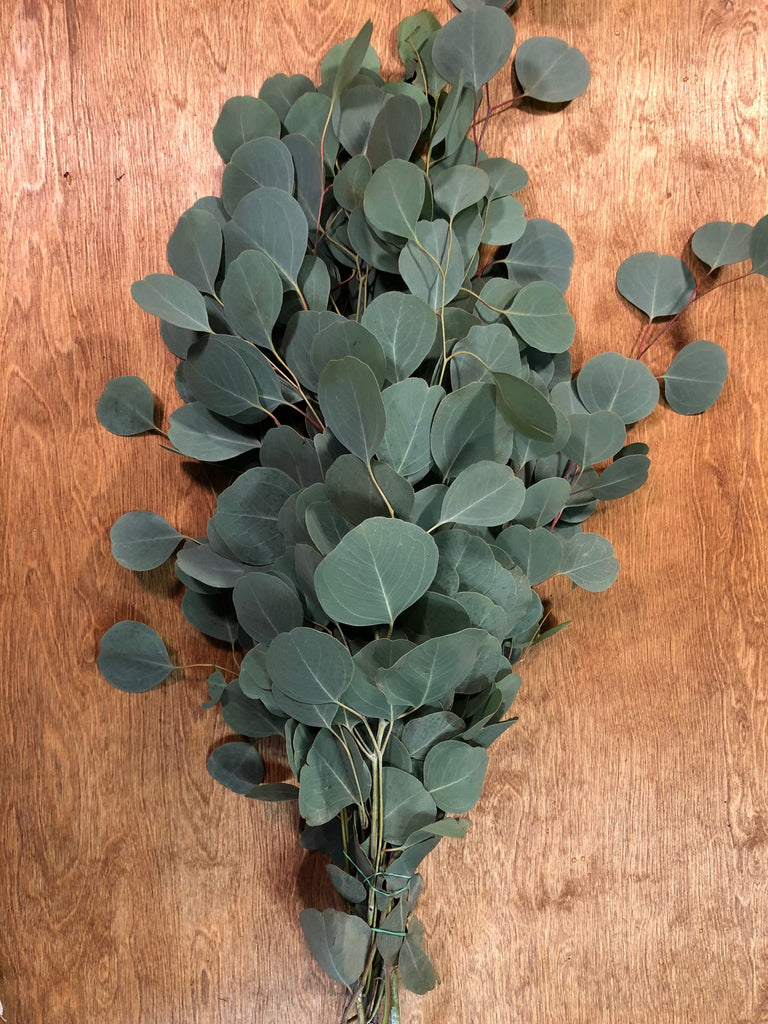 Download Silver Dollar Eucalyptus Bunches - The Garland Guy