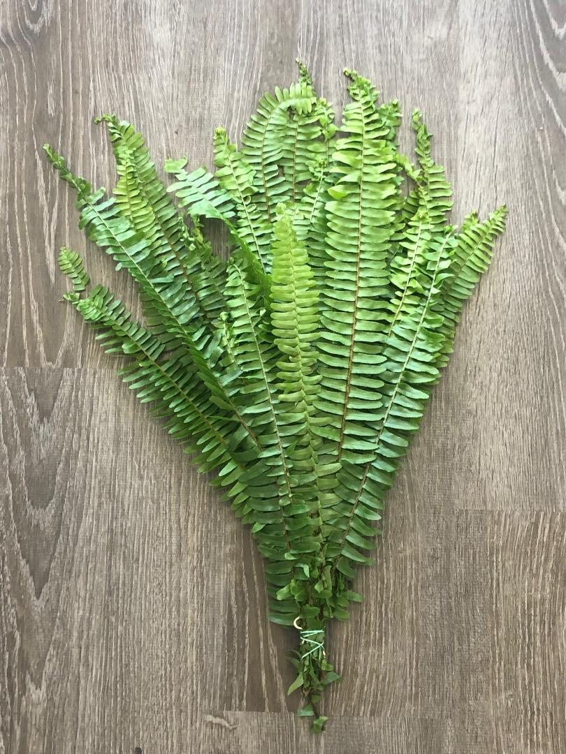 Silver Dollar, Seeded Eucalyptus, Plumosus, and Sword Fern Garland