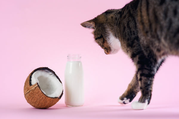 Benefits of Coconut Oil for Pets
