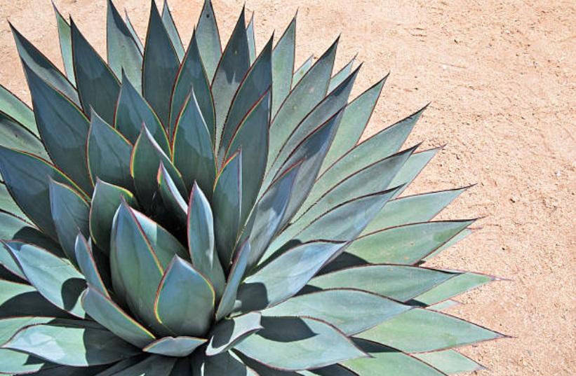 agave-inulin-super-fiber-for-great-health-benefits-ground-based-nutrition