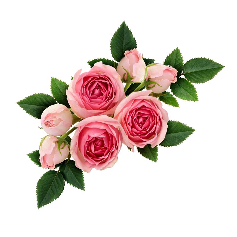  Efavormart 4 Pack  12 Artificial Dusty Rose Mini Ranunculus  Silk Flower Arrangements, Faux Buttercup Floral Bouquets : Home & Kitchen