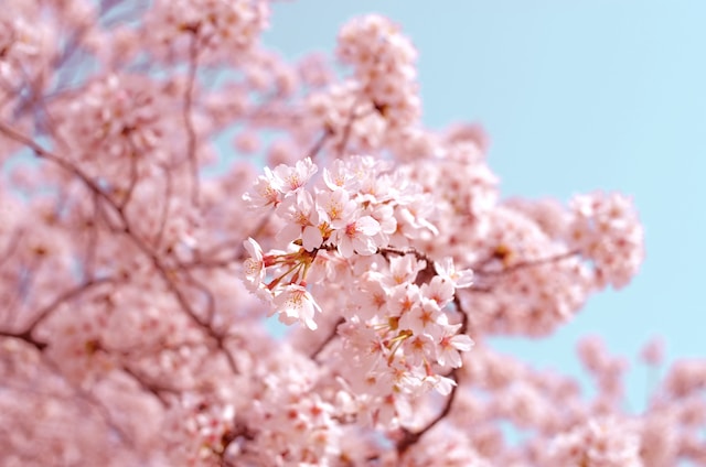 Cherry blossom branches during spring