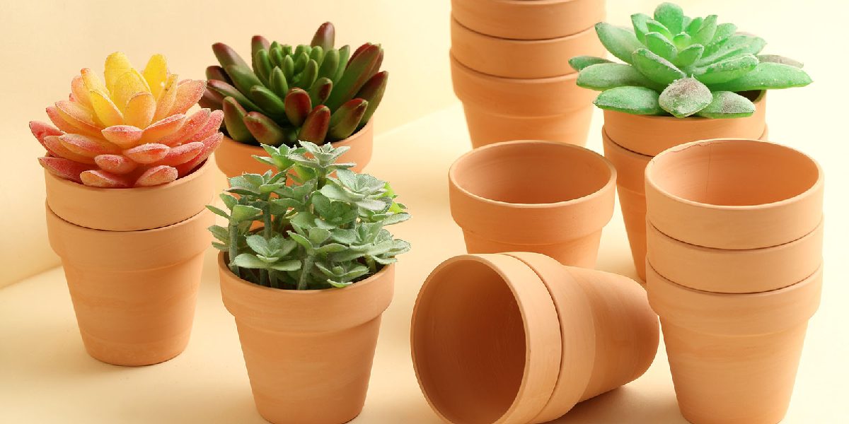 useful party favor ideas with Succulents in pots on a light yellow background
