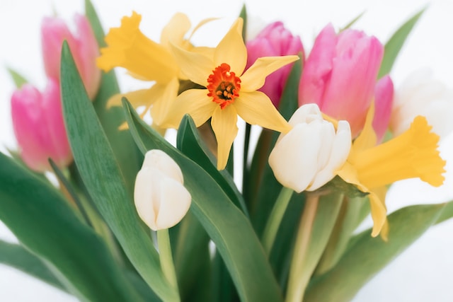 Daffodil flowers with greenery