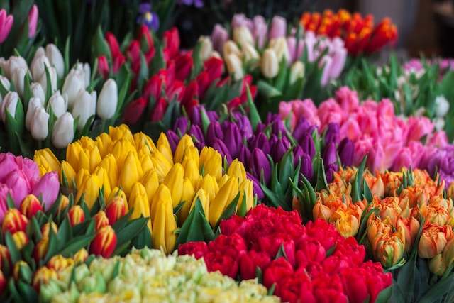 An array of colorful tulips