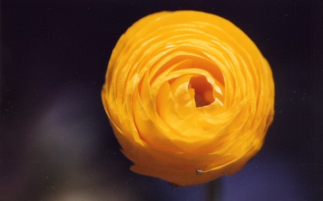 Yellow ranunculus flower
