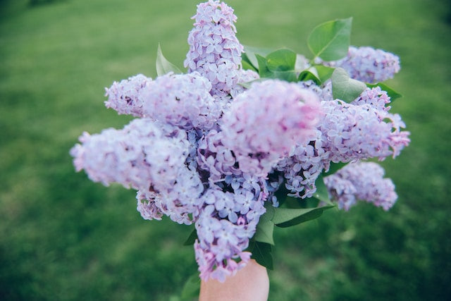 Lilac flowers with greenery
