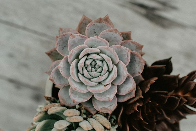 Succulent plants