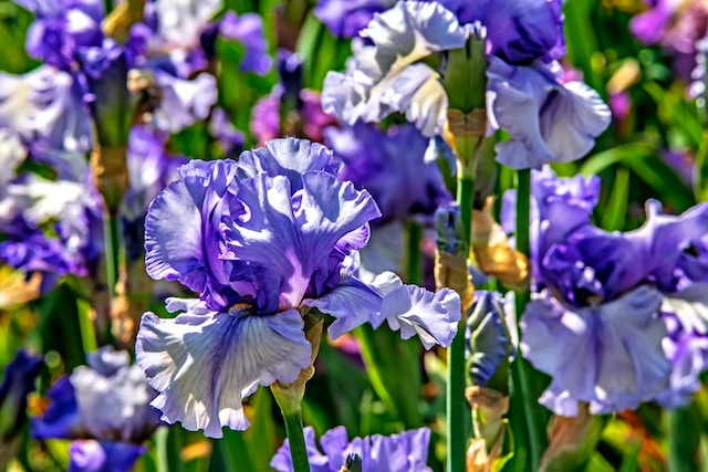 Iris flower field