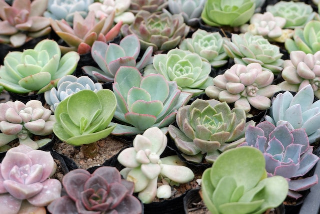 Different kinds of succulents