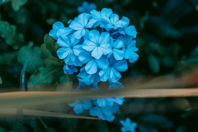 Cluster of blue wedding flowers in bloom