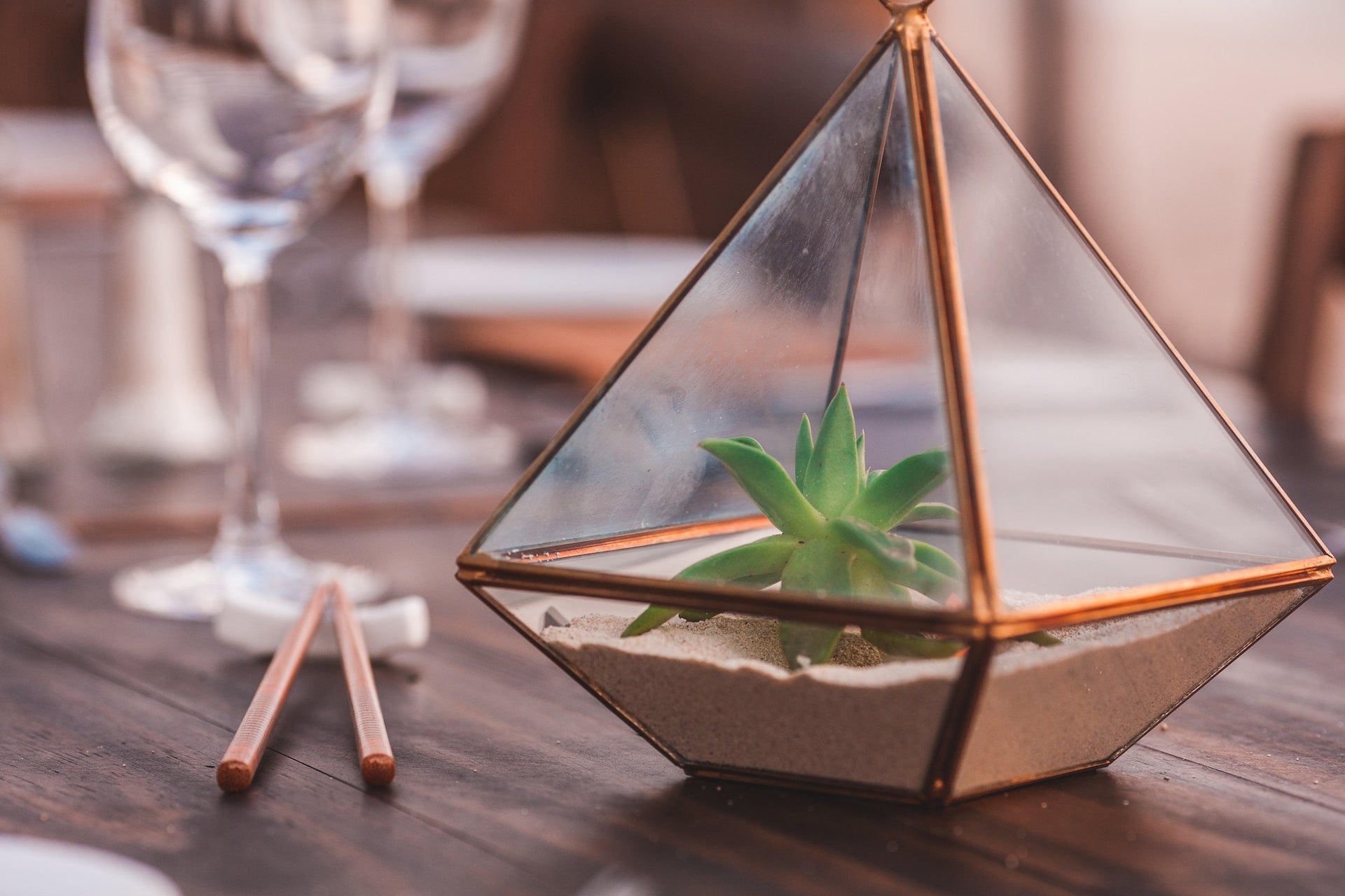 Green plant inside a terrarium