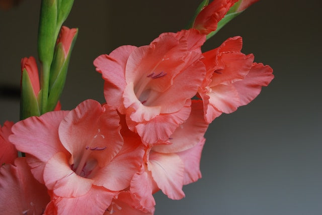 A gladiolus flower