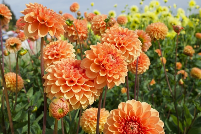 Orange dahlias