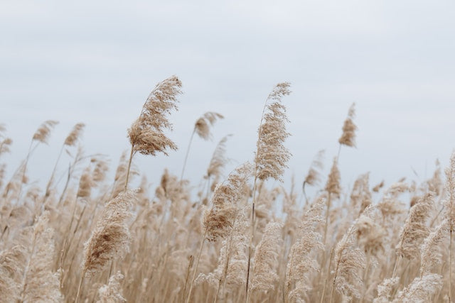 A pampas grass field