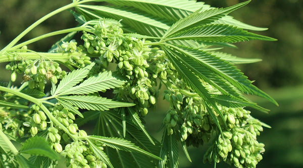 Male Cannabis Plant