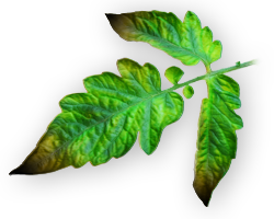Zinc Deficiency in Plants
