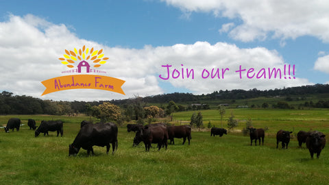 Black angus cattle grazing on a green paddock