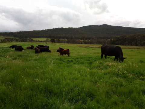 Our black Angus cattle herd grazing a lush and green paddock
