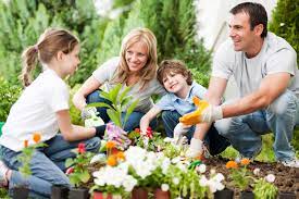 Family working on garden Vegetables 