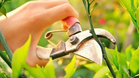 Pruning your plants