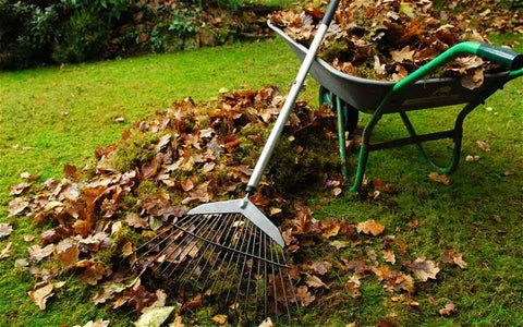 Raking up Leaves