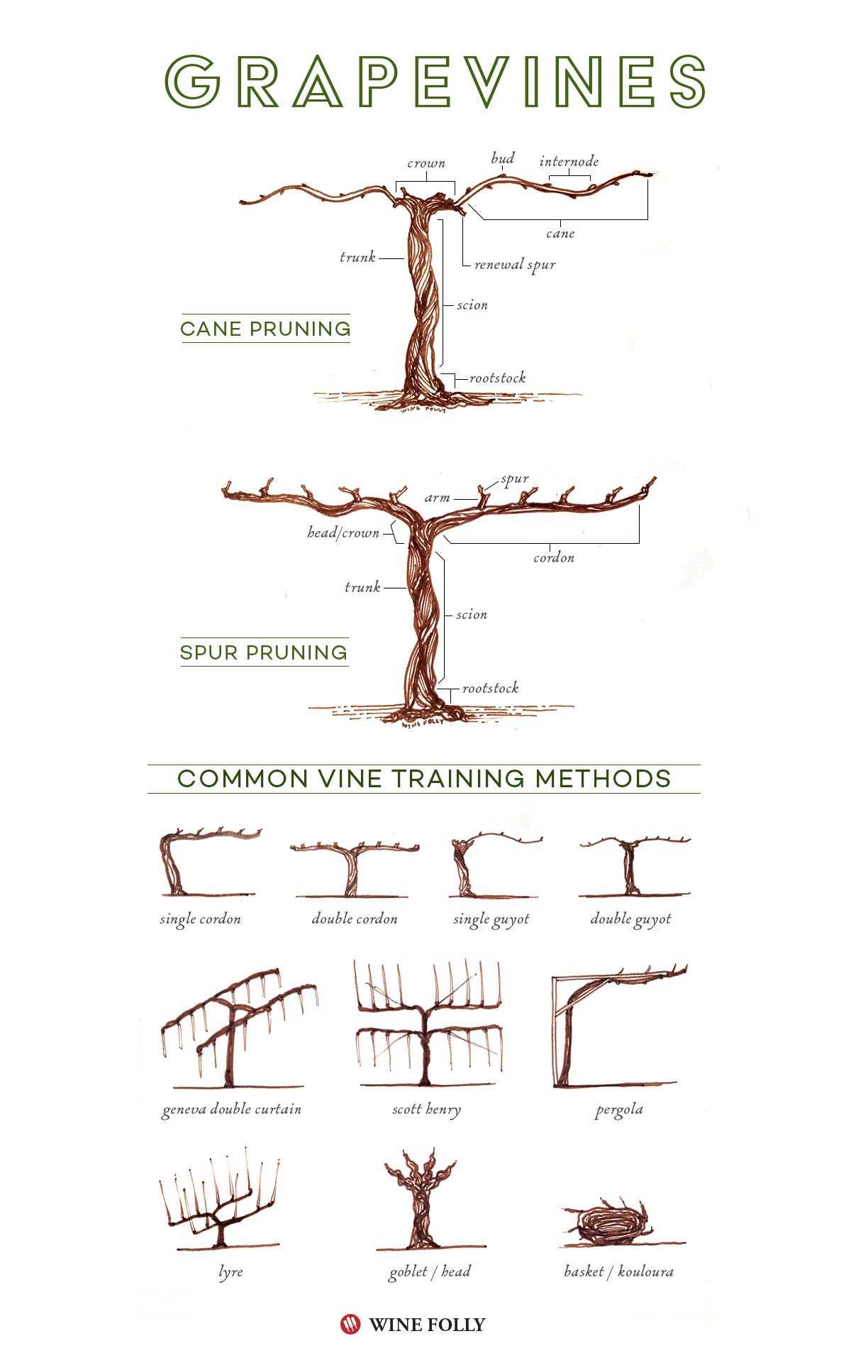 Illustrated Grape Vine Training Methods