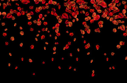 LUXE, Falling Rose Petals Photo Overlays