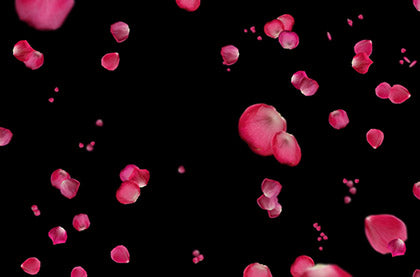20 Black Rose Petals Overlays – MasterBundles