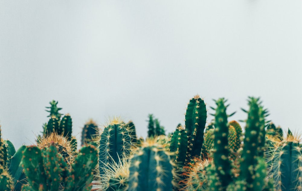 Cacti 