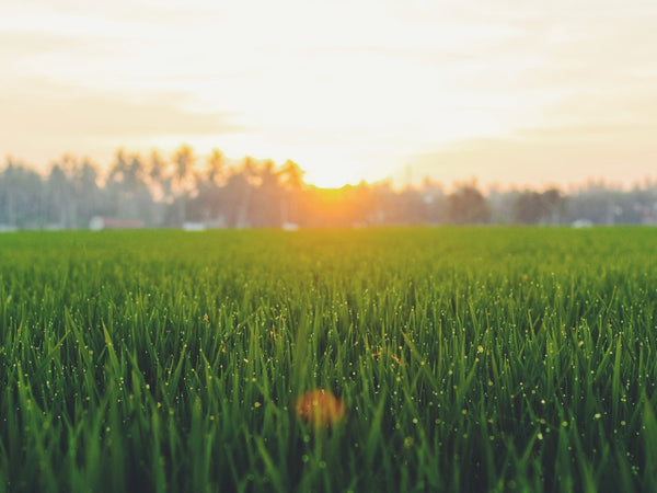 Freshly cut grass