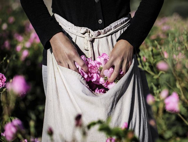 Harvesting roses 