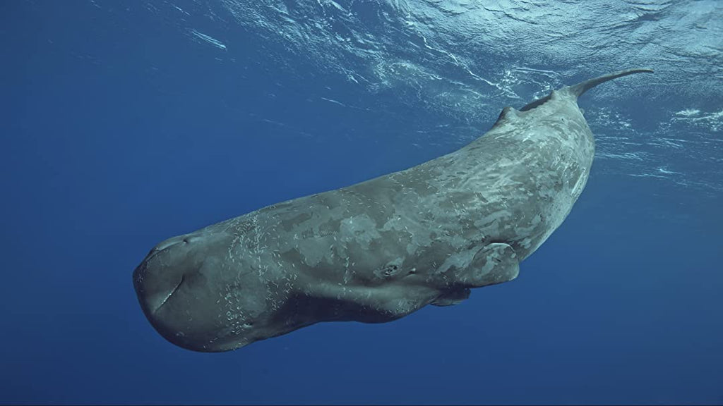 Sperm whale