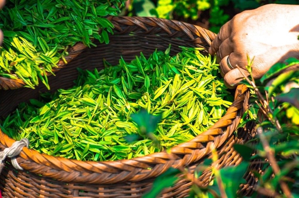 Harvesting tea leaves