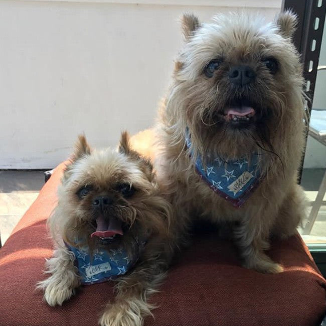 patriotic dog bandana