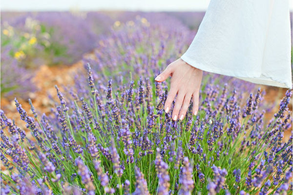 Get in Touch with Tasmanian Lavender Gifts