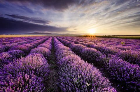 Tasmanian Lavender Gifts in Bloom