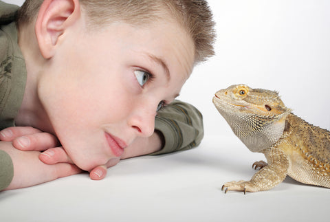 A boy looking at a bearded dragon