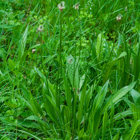 Plantain Rib Wort