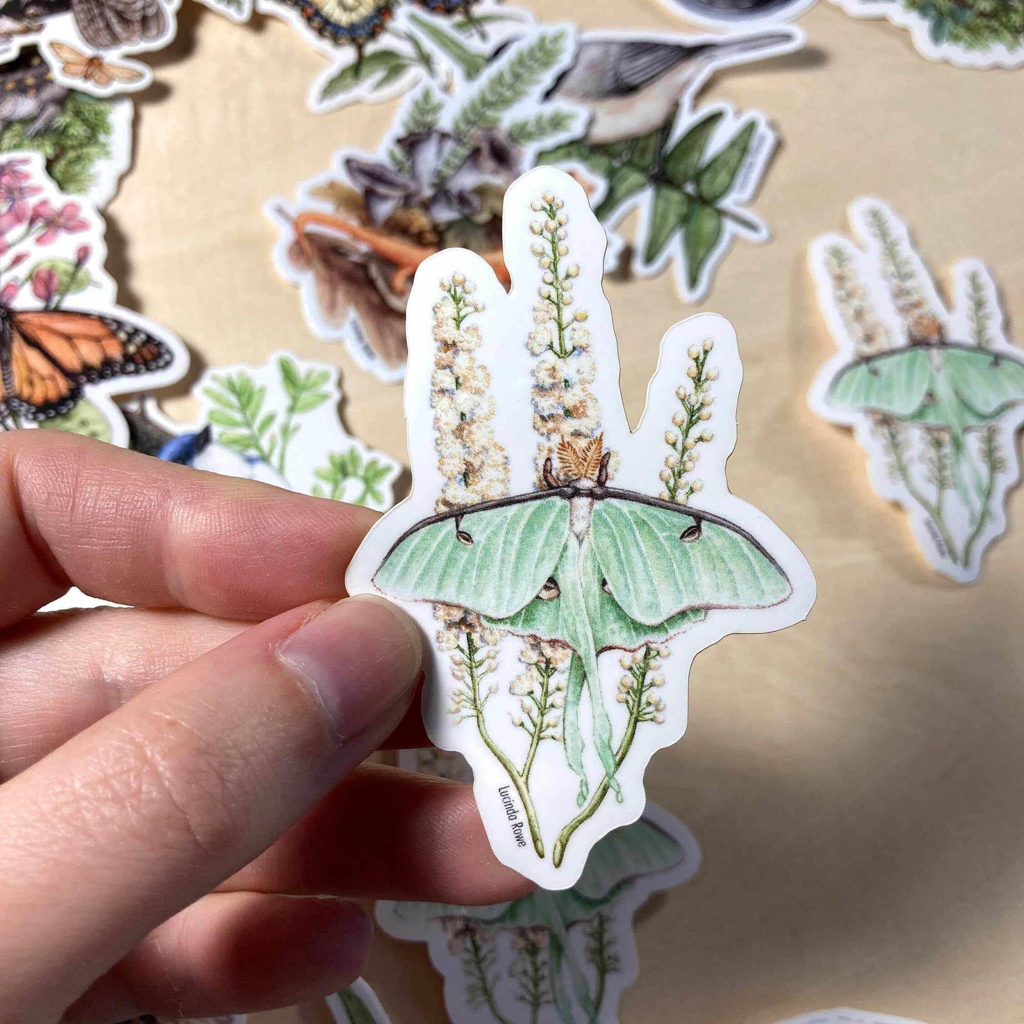 Moth Sticker Decal Witchy Stickers Luna Moth Sticker 