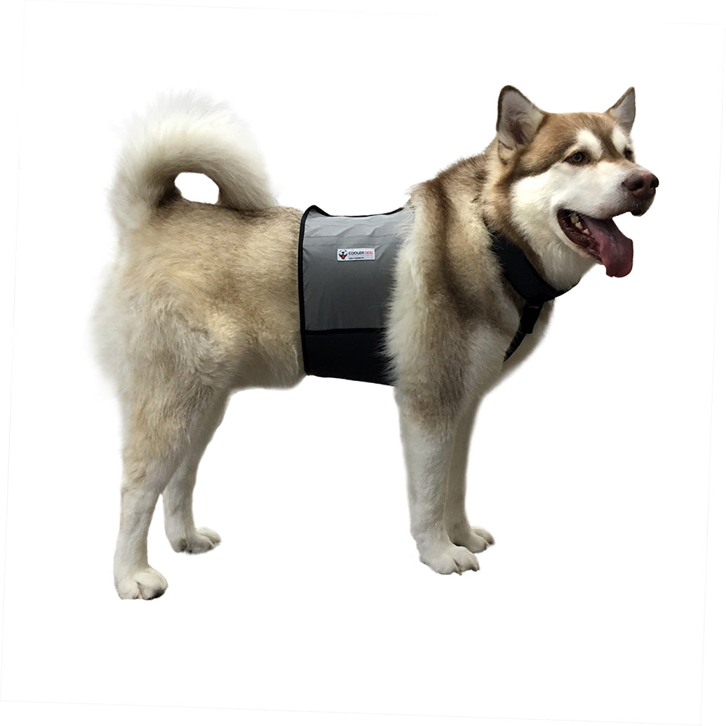 dog cooling vest