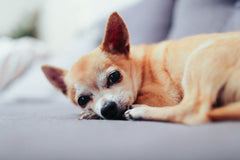 sleeping-chihuahua-dog