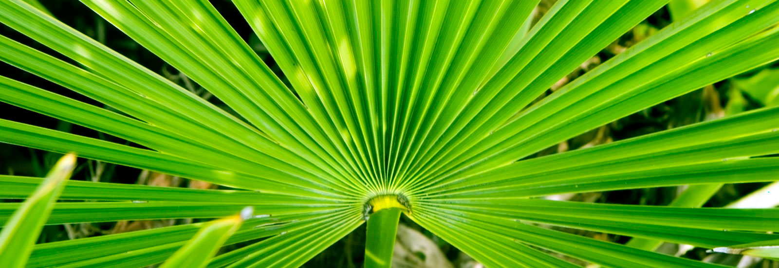 palma enana americana