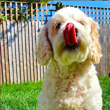 Minnie the Miniature Cockapoo in Tongue out Tuesday