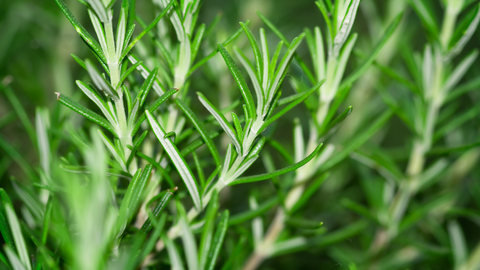 rosemary essential oil | how to mix essential oils for hair growth and thickness