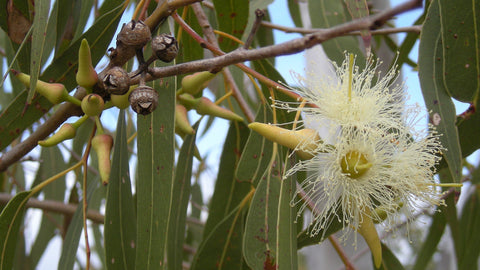 best eucalyptus oil