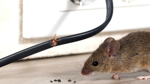 Peppermint Essential Oil to Get Rid of Mice